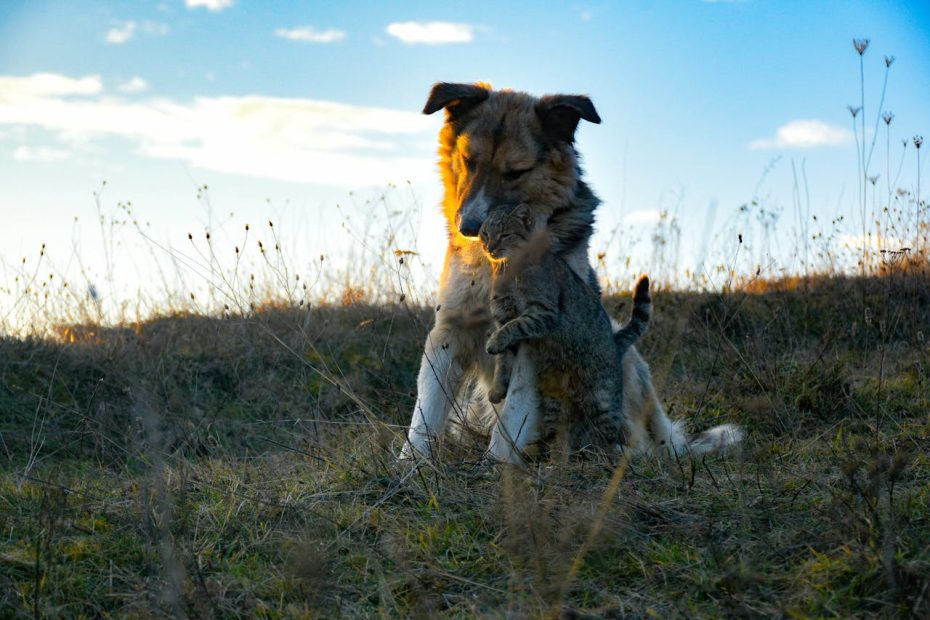 Guarda Compartilhada de Animais